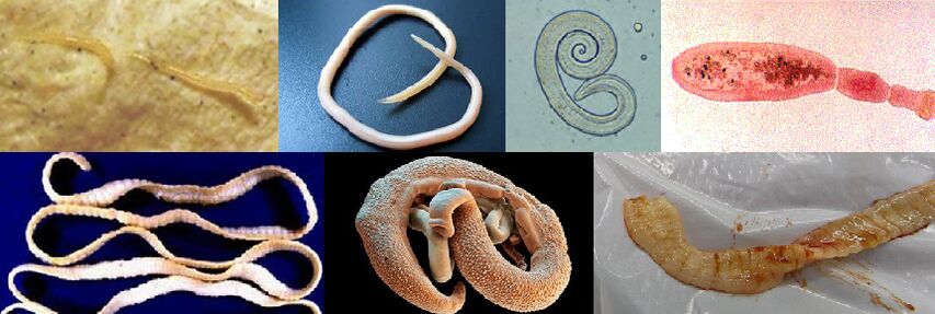 Diferentes tipos de parasitas