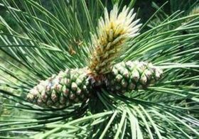 Pinho para limpar o corpo de parasitas