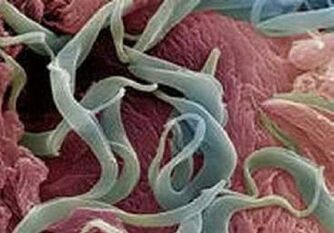 Sintomas e tratamento de parasitas no corpo humano