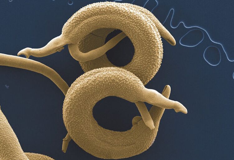 parasitas que vivem no corpo humano