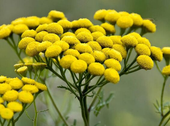 tansy - um remédio para parasitas